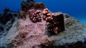 恩納村 未来とサンゴプロジェクト2026年3月（画像1）